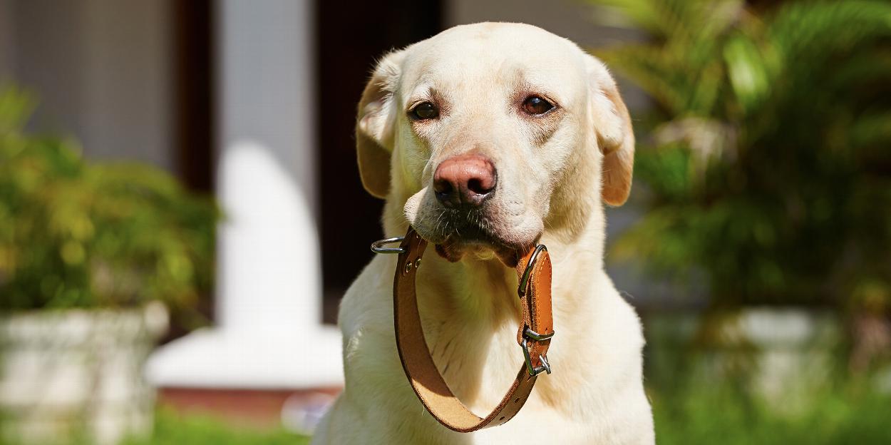 Dog with leather collar in mouth